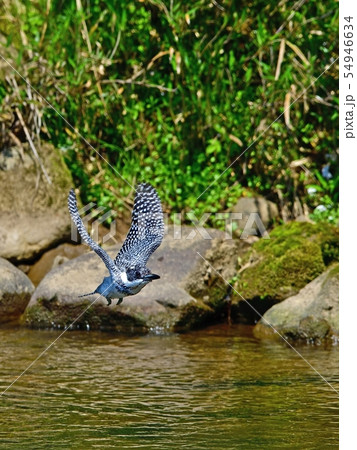 ヤマセミの飛翔シーン 54946634