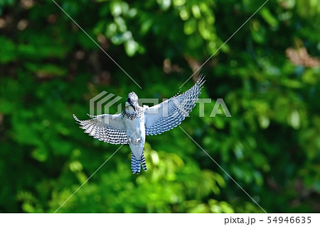新緑の若葉をバックにホバリングするヤマセミ 54946635