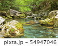 コケと渓流 54947046