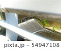 水 54947108