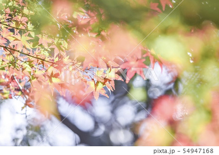 紅葉 54947168