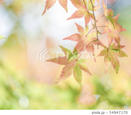紅葉 54947170