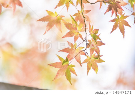 紅葉 54947171