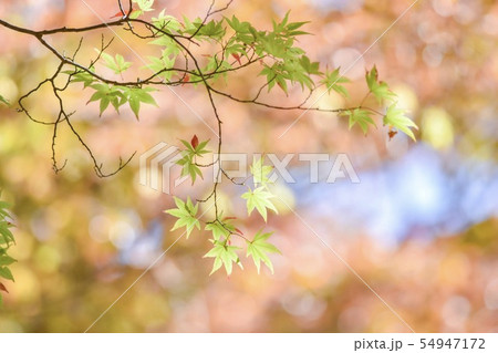 紅葉 54947172