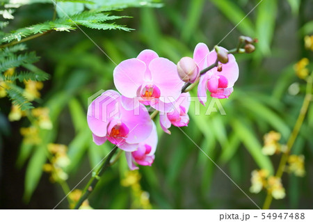 コチョウランの花 コチョウランの花 54947488