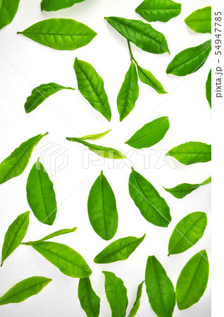 並んだ茶葉 54947785
