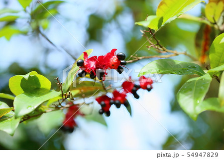 ミッキーマウスの花 ミッキーマウスの花 54947829