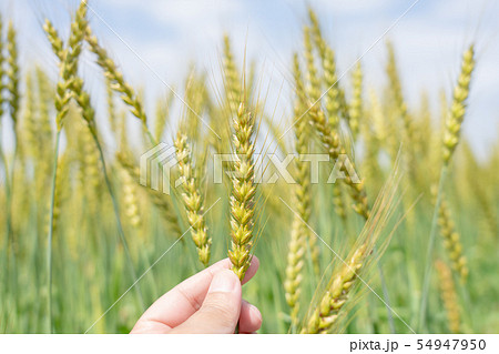 小麦　麦畑　チェック　（5月） 54947950