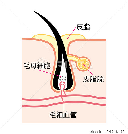 毛穴 皮脂 皮脂腺 断面図 毛穴 皮脂 皮脂腺 断面図 54948142