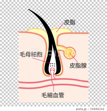 毛穴 皮脂 皮脂腺 断面図 毛穴 皮脂 皮脂腺 断面図 54948142