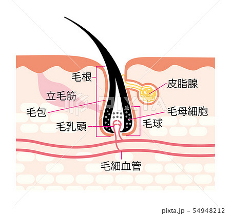 毛穴 断面図のイラスト素材 [54948212] - PIXTA