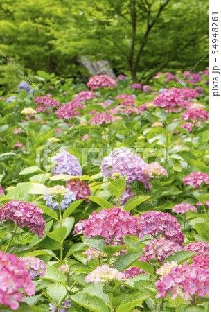アジサイ 54948261