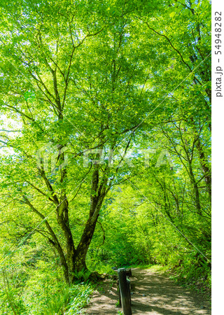 五色沼湖沼群 五色沼 新緑のハイキング ハイキングコース 湖畔を歩く 山道 裏磐梯 広がる自然 の写真素材 5494