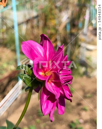 一輪の花の横顔 54948354