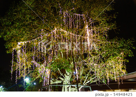 Decorative outdoor string lights hanging on tree 54948425