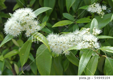 レモンマートルの写真素材