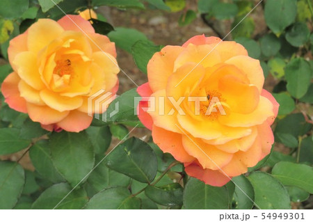 バラ　スヴニール・ドゥ・アンネ・フランク　Souvenir d'Anne Frank 54949301