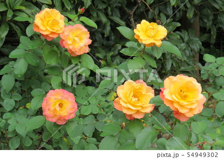 バラ　スヴニール・ドゥ・アンネ・フランク　Souvenir d'Anne Frank 54949302