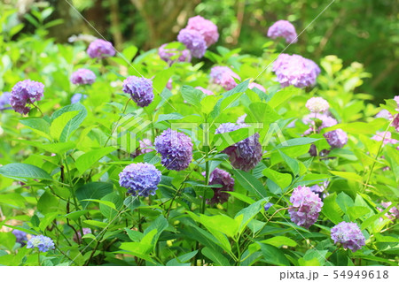 アジサイの花 アジサイの花 54949618