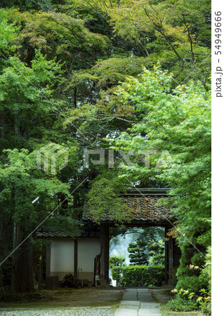 初夏の龍潭寺 初夏の龍潭寺 54949666