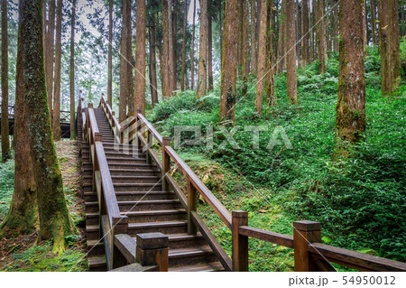 Tropical rainforest with wooden stair 54950012