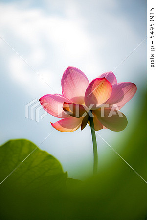 花 花 54950915