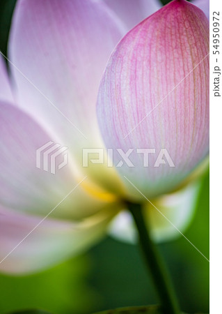 花 54950972