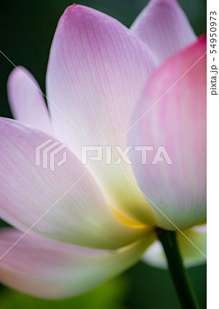 花 花 54950973