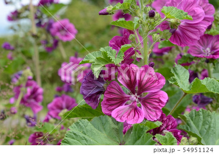 コモンマロウ 54951124