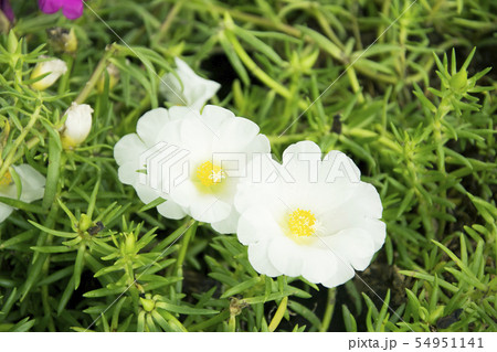 Common Purslane, Verdolaga, Pigweed, Little Common Purslane, Verdolaga, Pigweed, Little 54951141