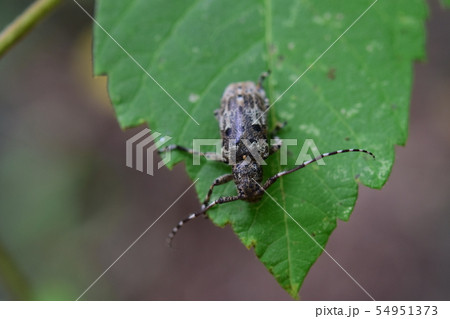 カタシロゴマフカミキリ　葉上　1匹 54951373