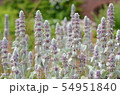 ラムズイヤー 54951840