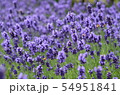 ラベンダー 54951841