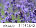 ラベンダーとテントウムシ 54951842