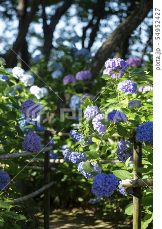 頼光寺のあじさい 54952427
