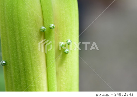 オニユリの蕾に、ルリタテハの卵 オニユリの蕾に、ルリタテハの卵 54952543