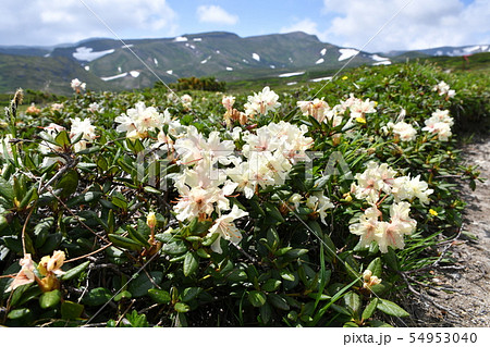 キバナシャクナゲ キバナシャクナゲ 54953040