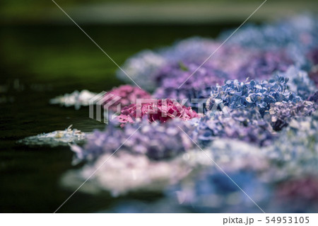 久安寺のあじさい 久安寺のあじさい 54953105