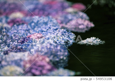久安寺のあじさい 久安寺のあじさい 54953106