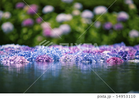 久安寺のあじさい 54953110
