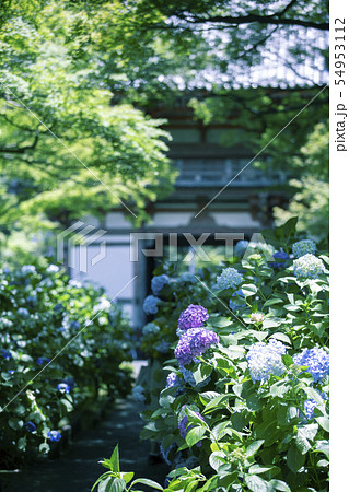 久安寺のあじさい 54953112