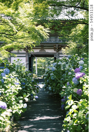 久安寺のあじさい 久安寺のあじさい 54953118
