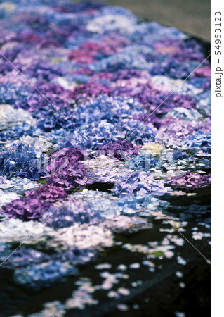 久安寺のあじさい 久安寺のあじさい 54953123