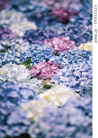 久安寺のあじさい 久安寺のあじさい 54953125