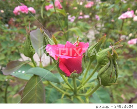 バラ　ディムカズコ　 DimKazuko 54953604