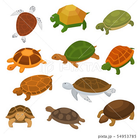 Turtle vector cartoon seaturtle character swimming in sea and tortoise in tortoise-shell 54953785