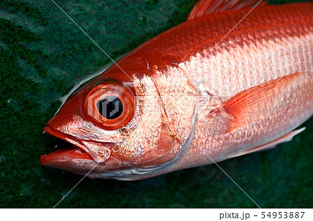 魚顔 魚顔 54953887