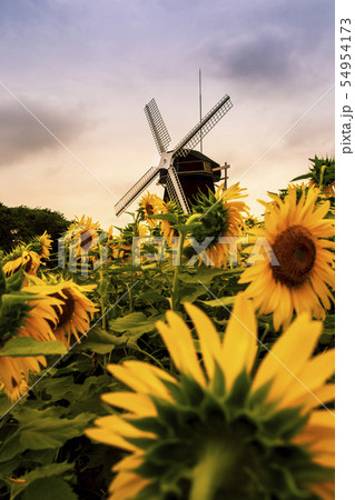 鶴見緑地公園の風車の丘 鶴見緑地公園の風車の丘 54954173
