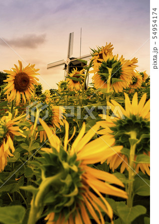 鶴見緑地公園の風車の丘 鶴見緑地公園の風車の丘 54954174