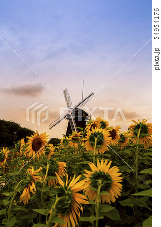 鶴見緑地公園の風車の丘 鶴見緑地公園の風車の丘 54954176